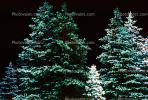 Pine Trees in the night, NSAV02P11_19