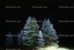 Pine Trees in the night, NSAV02P12_02