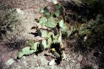 beavertail cactus, NSAV03P07_03