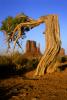 Bent Tree, Butte, Monument Valley