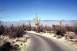 Road, Curve, Saguaro Cactus, roadway, desert