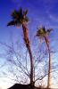 Palm Trees, NSAV03P15_18