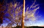 Bare Tree, Pole, NSAV04P01_01