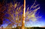 Bare Tree, Pole, NSAV04P01_02