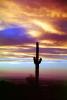 sunset cactus, NSAV04P01_05