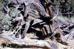 gnarled wood tree, waiting for snife