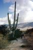 Saguaro Cactus, Desert