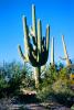 Saguaro Cactus, Desert, NSAV04P05_08