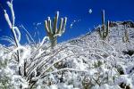 Snow on Saguaro Cactus, NSAV04P07_17