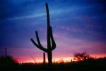 Saguaro Cactus, NSAV04P10_16