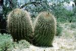 Barrel Cactus, NSAV04P11_09