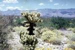 Cholla Cactus, Chiricahua National Monument, Cochise County, southeast Arizona, Desert