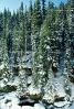 Trees, snow, cold, steep, NSCV01P13_09