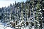 Trees, snow, cold, steep, NSCV01P13_10