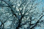 icy snowy tree, NSCV03P07_11
