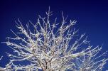 icy snowy tree, NSCV03P07_12