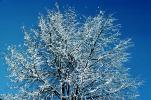 icy snowy tree, NSCV03P07_13