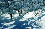 snowy bush, shadows, NSCV03P07_19