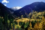 Aspen Trees, Mountain, Hills, Forest, Woodlands, Trees, Woodland, Fall Colors, Autumn, Vegetation, Flora, Plants, Colorful, Woods, Exterior, Outdoors, Outside, NSCV03P08_15