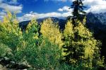 Aspen Trees, Mountain, Forest, Trees, Woodland, Fall Colors, Autumn, Vegetation, Flora, Plants, Colorful, Woods, Exterior, Outdoors, Outside, NSCV03P08_18
