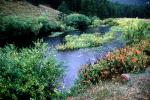 Stream, River, Vegetation, Flora, Plants, Exterior, Outdoors, Outside