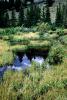 Stream, River, Vegetation, Flora, Plants, Exterior, Outdoors, Outside, NSCV03P09_17