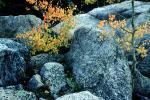 Rocks, Boulders, Vegetation, Flora, Plants, NSCV03P10_01