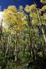 Aspen Trees, Forest, Woodlands