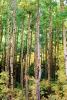 Aspen Trees, Woodland, NSCV03P10_10