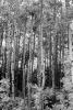 Aspen Trees, NSCV03P10_10BW
