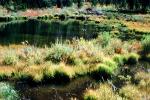 Pond, Field, Meadow, plants, autumn, NSCV03P11_03