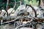 fallen tree, Stone, Boulders, decay, NSCV03P11_12