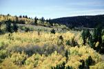 Mountain, Forest, Aspen Trees, Woodland, hills, mountains, autumn, NSCV03P13_01