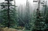 Woodland, trees, fog, NSCV03P14_01