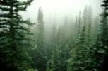 Woodland, trees, fog, NSCV03P14_02