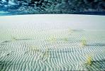 Ripples in the Sand, Sand Texture, Dunes, Wavelets, NSMV01P06_14