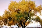 Yellow Tree, NSMV02P05_02