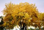 Yellow Tree, NSMV02P05_03