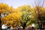Yellow Tree, NSMV02P05_04