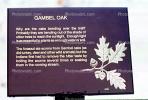 Gambel Oak, NSMV02P08_02
