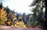 Aspen Trees, Santa-Fe SkI Basin Road, trees, forest, woodland, autumn