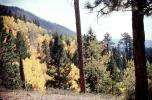 Aspen Trees, Santa-Fe SkI Basin Road, trees, forest, woodland, NSMV03P04_03