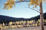 Aspen Trees, Santa-Fe SkI Basin Road, trees, forest, woodland