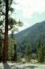 Pecos Canyon Road, trees, forest, woodland, NSMV03P04_17