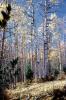 Aspen Trees, trees, forest, woodland, NSMV03P04_18