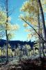Aspen Trees, trees, forest, woodland, NSMV03P05_01