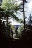 Aspen Trees, trees, forest, woodland, NSMV03P05_06