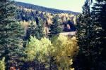 Aspen Trees, trees, forest, woodland, NSMV03P05_07