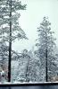 snowy trees near Taos, trees, forest, woodland