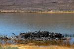 Lower Pahranagat Lake, Wetlands, Lake, Water, NSND01_083